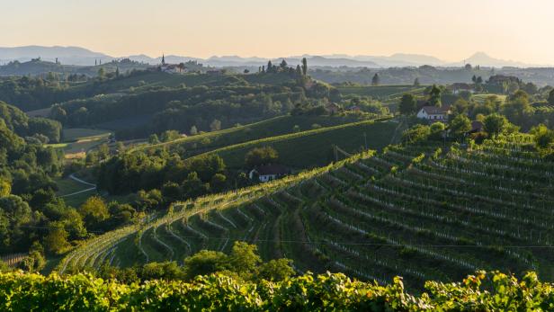 Hügelige Weinberge  mit einer Kirche auf einem fernen Hügel im warmen Licht der untergehenden Sonne.