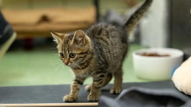 Getigerte Katze sitzt aufmerksam auf einer Matte neben einem weißen Napf und einem Holzstab.