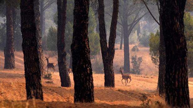TOPSHOT-SPAIN-WILDFIRE-EMERGENCY-CLIMATE