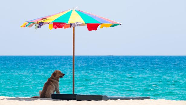Ein Hund sitzt am Sandstrand unter einem bunten Sonnenschirm und schaut aufs Meer.
