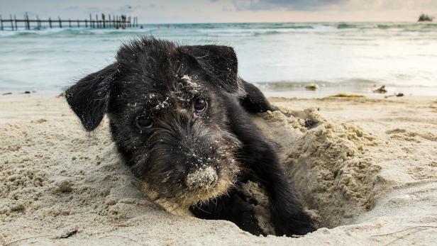 Ein schwarzer Hund hat sich am Meeresstrand in den Sand eingegraben.