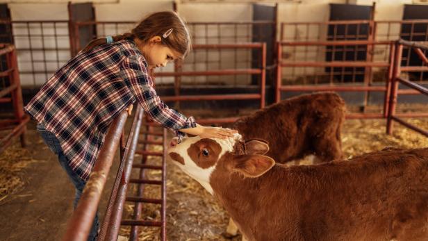 A little girl in casual clothes is stroking a calf. A cute child takes care of pets on a farm in the country. A smiling kid in a cowshed.