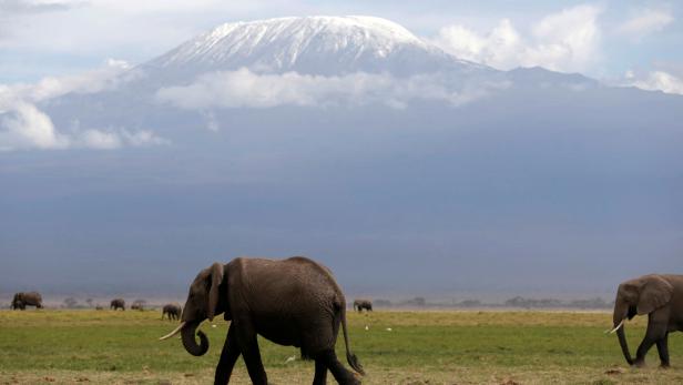 FILE PHOTO: Elephants walk in Amboseli National Park in front of Kilimanjaro mountain