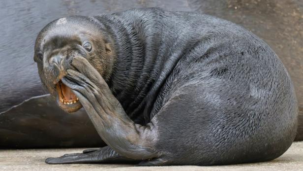 Eine Mähnenrobbe im Tiergarten Schönbrunn sitzt am Beckenrand und reibt mit einer Flosse das Maul.