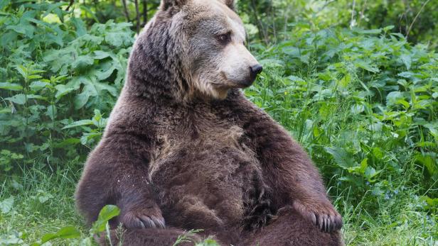 Bärin Brumca sitzt im Schneidersitz im grünen Wald.