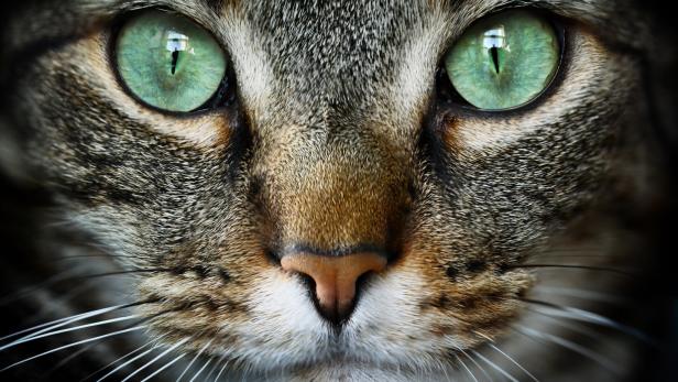Portrait einer Hauskatze - getigertes Fell, weiße Schnauze, grüne Augen.