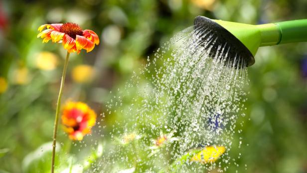 Wasser fließt aus der Gießkanne über Blumen