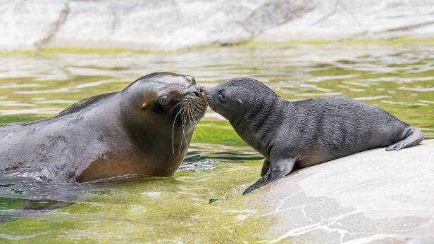 ++ HANDOUT ++ WIEN: DOPPELTER MÄHNENROBBEN-NACHWUCHS IM TIERGARTEN SCHÖNBRUNN