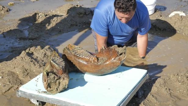 BULGARIA-SCIENCE-DROUGHT-ANIMAL-CLIMATE-HEATWAVE