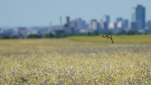 Stieglitze über eine Wiese