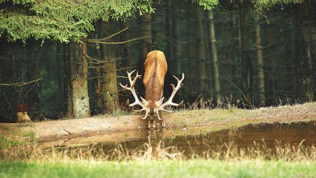 Hirsch an einer Tränke.