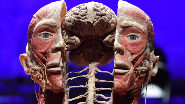 Body Worlds exhibition in Warsaw