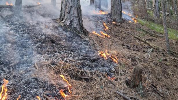 Feuer im Wald