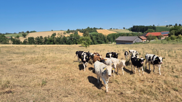 IG Milch