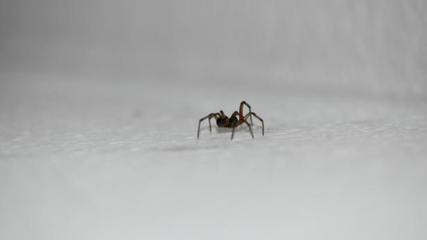 Spinne auf einer hellen Oberfläche.