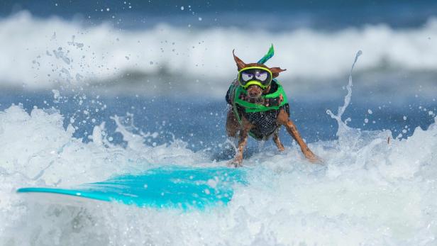 TOPSHOT-SURF-ANIMAL-DOG-CHAMPIONSHIP-CHARITY