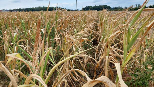 ++ HANDOUT ++ DÜRRESCHÄDEN IN DER LANDWIRTSCHAFT STEIGEN AUF 150 MIO