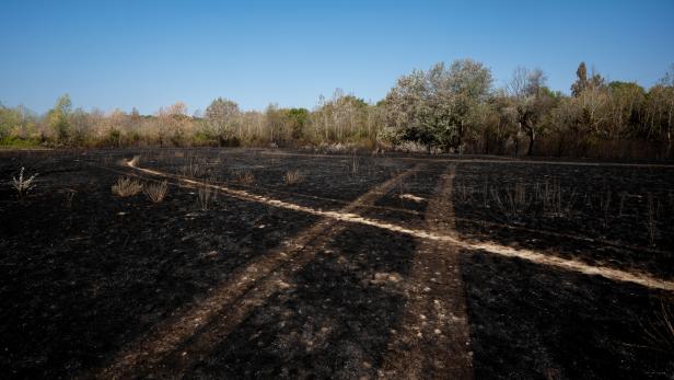 NACH DEM GROSSBRAND IN DER WIENER LOBAU