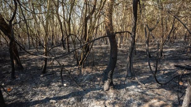 NACH DEM GROSSBRAND IN DER WIENER LOBAU