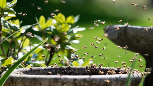 Bienen schwärmen um eine Vogeltränke in einem Garten