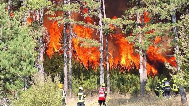 Waldbrand mit hohen Flammen zwischen Kiefern, unten stehen Feuerwehrkräfte.