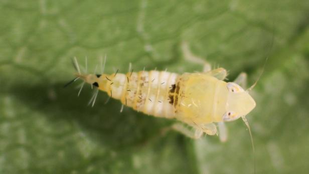 Nahaufnahme einer gelblich-weißen Insektenlarve mit langen Fühlern auf grünem Blatt.