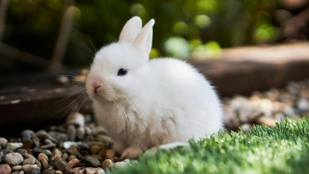 Weißes Kaninchen auf grünem Gras