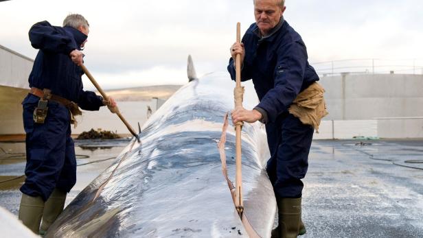 FILES-ICELAND-ENVIRONMENT-ANIMAL-HUNTING-WHALING