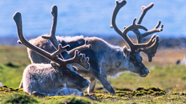 Svalbard Reindeer bulls with big antlers