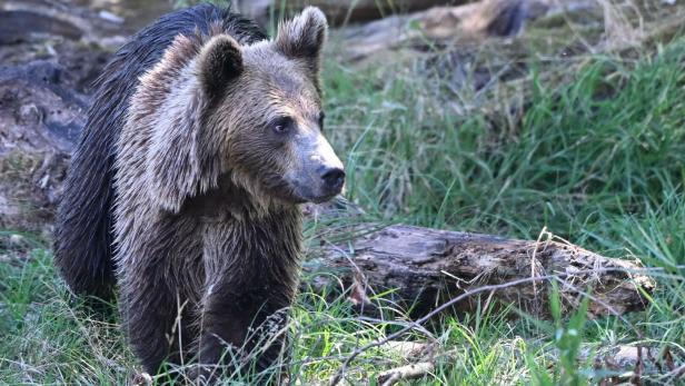 FRANCE-PARK-ANIMAL-BEAR