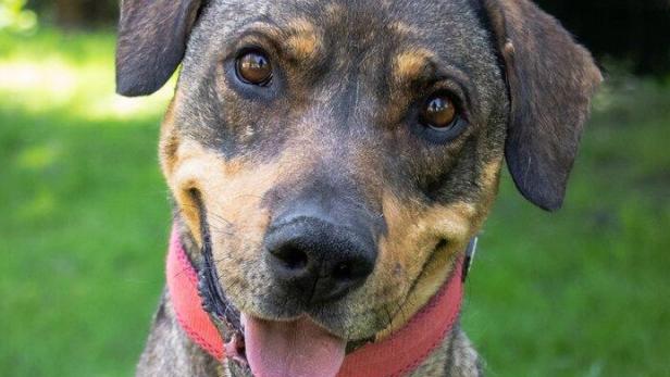 Ein braun-schwarz gestromter Hund mit rotem Halsband sitzt auf einer grünen Wiese und schaut freundlich in die Kamera.