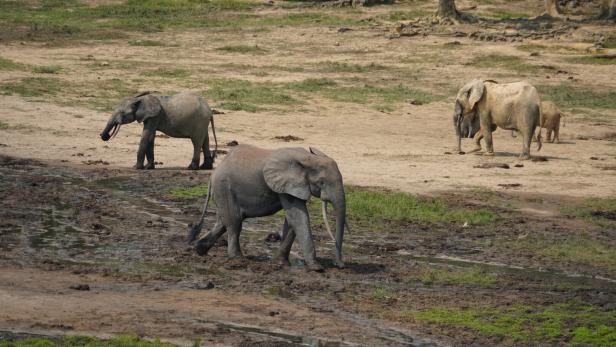 Waldelefanten in Afrika.