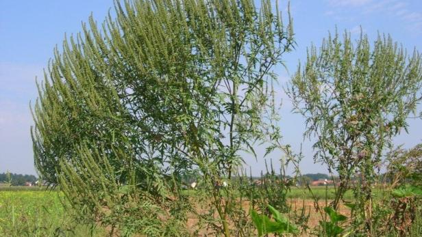 Blühende Ambrosia-Pflanzen in einem Feld unter blauem Himmel.