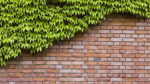 Climbing green ivy on an old brick wall outdoors
