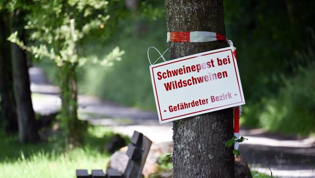 Warnschild an einem Baum im Wald: „Schweinepest bei Wildschweinen – Gefährdeter Bezirk“.