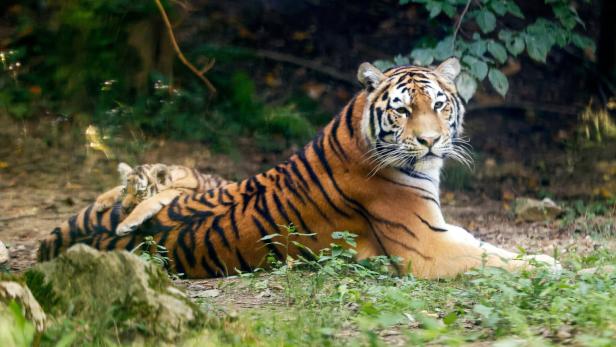 Eine Tigerin liegt im Wald, während ein Jungtier auf ihrem Rücken ruht.