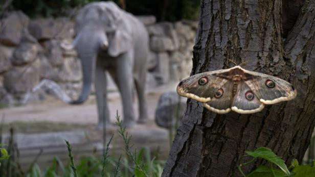 Großer Nachtfalter sitzt an einem Baumstamm; im unscharfen Hintergrund steht ein Elefant im Gehege.