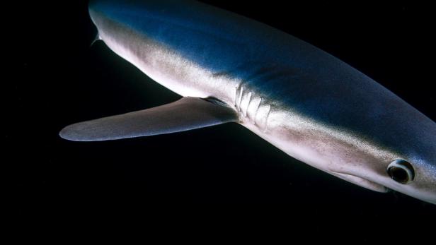 Ein Blauhai schwimmt unter Wasser vor dunklem Hintergrund.