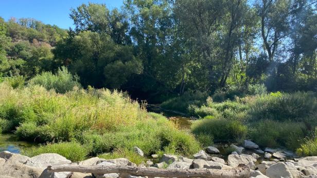 Die Pielach in Spielberg (Bezirk Melk) zeigt die Folgen des Klimawandels.