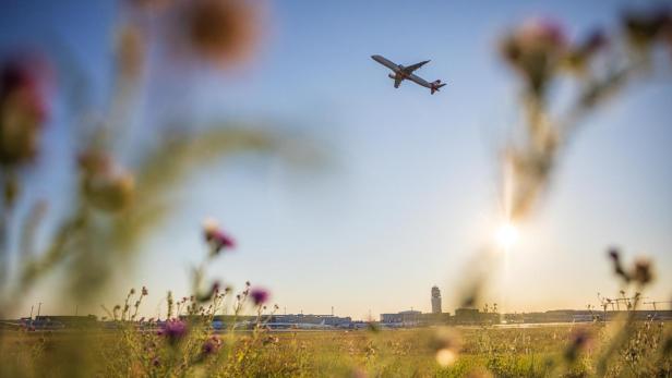 Flugzeug im Landeanflug über einer Wiese mit unscharfen Blumen im Vordergrund und Flughafen Wien im Hintergrund.