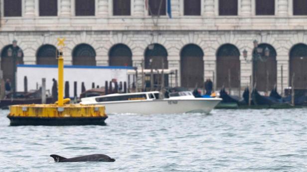 ITALY-VENICE-DOLPHIN-ENVIRONMENT