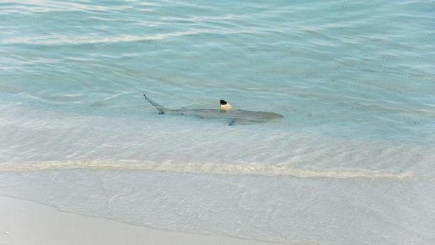 Ein kleiner Hai treibt im flachen Wasser nahe dem Strand.