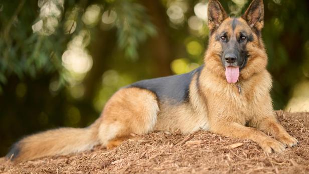 Schäferhund liegt im Freien und schaut in die Kamera.