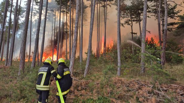 Feuerwehr bekämpft einen Waldbrand zwischen hohen Kiefern, während dichte Rauchwolken und Flammen den Wald erhellen.