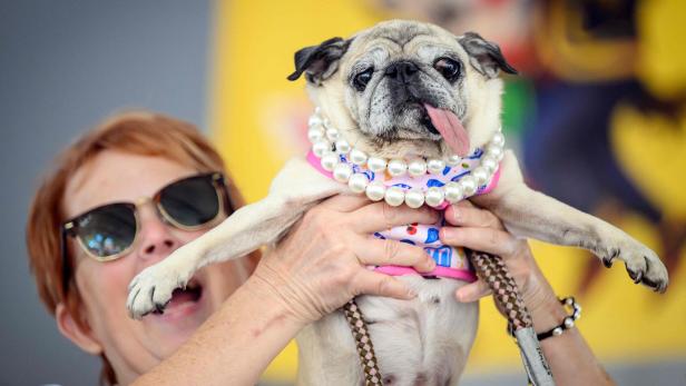 Eine Frau mit Sonnenbrille hält einen Mops mit Perlenkette, der die Zunge herausstreckt.
