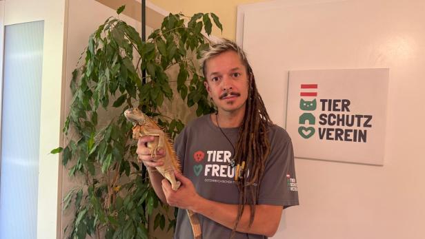 Ein Tierpfleger hält einen Leguan. 