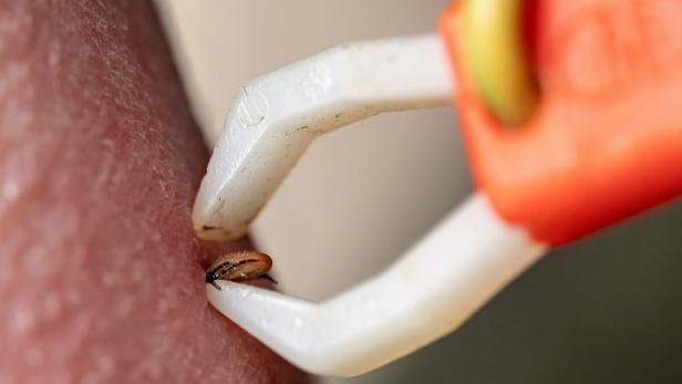 Tick activity in the warmer seasons