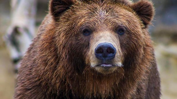 Braunbär blickt in die Kamera.