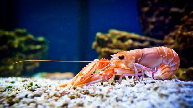 Die neu entdeckten Shrimps sind wesentlich kleiner als ihre altbekannten Verwandten