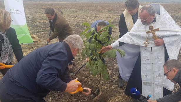 Haselsteiner, Pater Inama und ein moldauischer Priester pflanzen einen Nussbaum